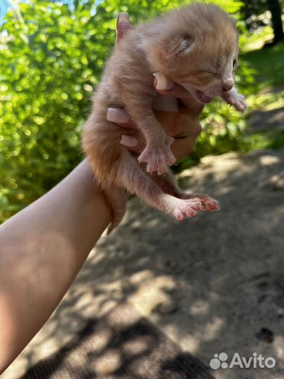 Котята бесплатно
