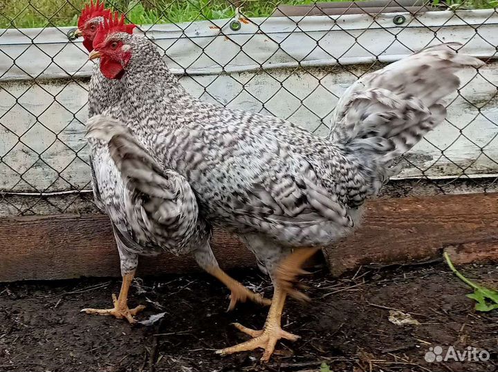 Продаю петухов чистопородных
