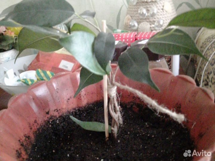 Фикус бенджамина плетеный