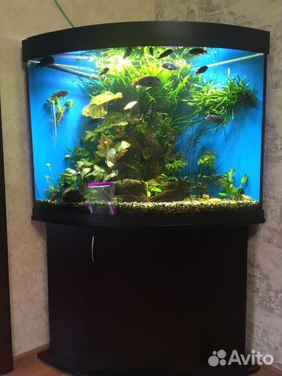 Аквариумы растения креветки рыба