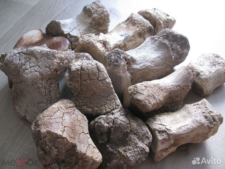 Мамонт, кости ноги №5 палеонтология