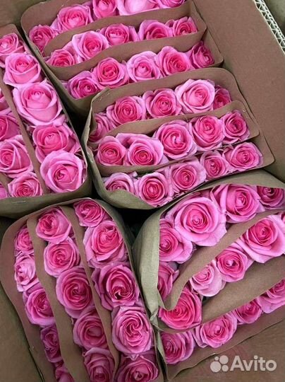 Букеты из роз 15-101 роза Свежая