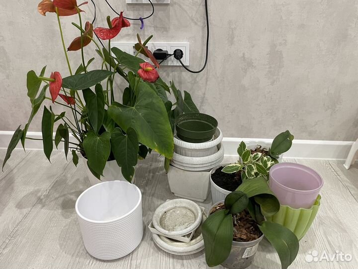 Цветы комнатные фикус антуриум орхидеи и кашпо