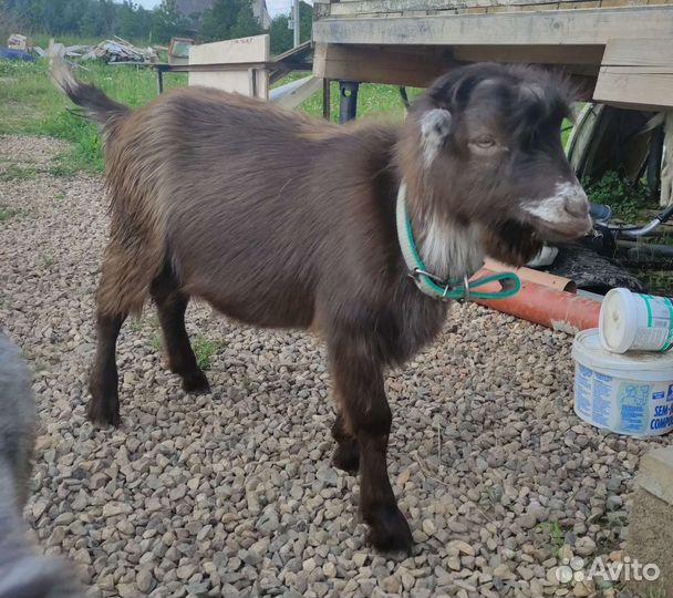 Козлы и козы