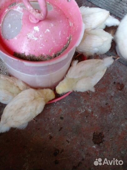 Цыплята мясо яичной породы