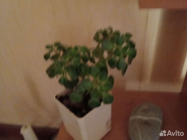 Аихризон дерево любви