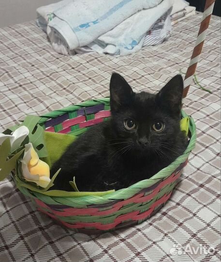 Черный котенок девочка 2 с половиной месяца