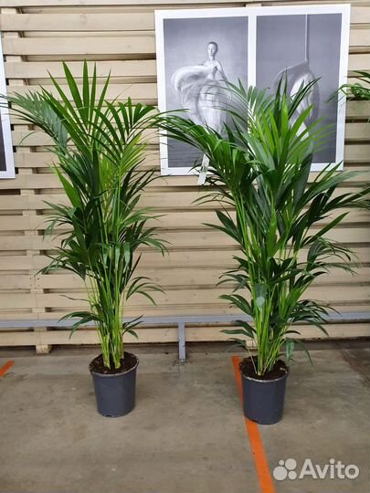 Пальмы для офиса