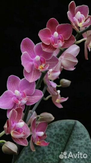 Орхидея фаленопсис
