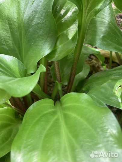 Хоста Red stepper