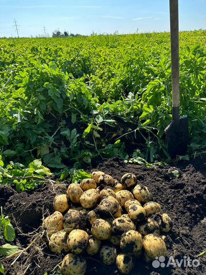 Картошка оптом