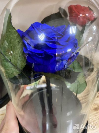 Самая большая вечная розы в колбе