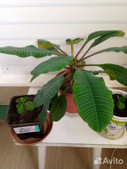 Комнатные цветы