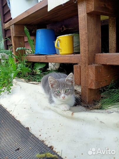 Котята бесплатно