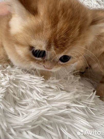 Золотая шиншилла британский котенок ny12
