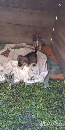 Собака в добрые руки щенок