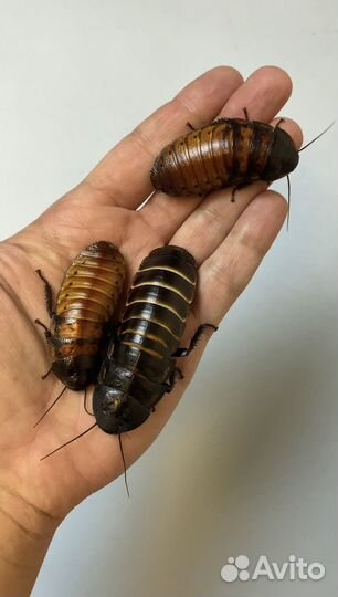 Мадагаскарские тараканы