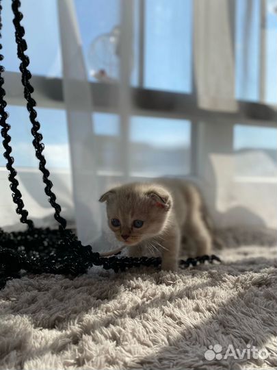 Британские котята