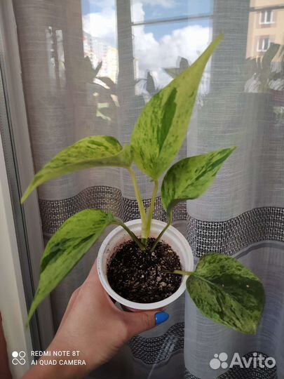 Сциндапсус (эпипремнум), пуансеттия