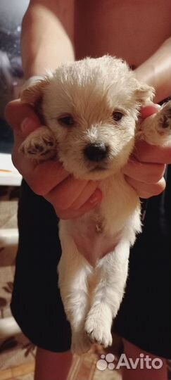 Щенки от маленькой собачки