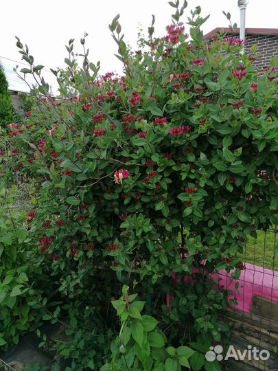 Жимолость Каприфоль