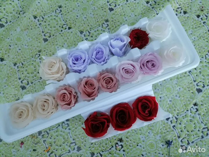 Сухоцветы для творчества