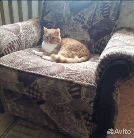 Передержка домашних кошек