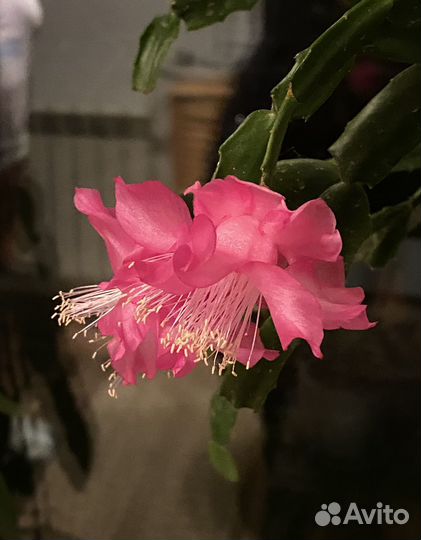 Декабрист Шлюмбергера Рипсалидопсис Редкие сорта