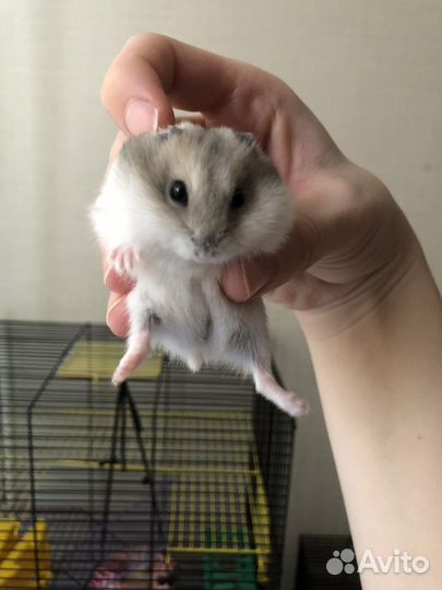Джунгарский хомяк