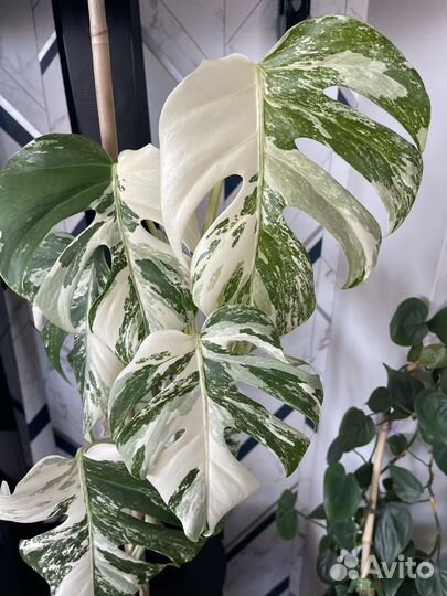 Монстера Варингатная