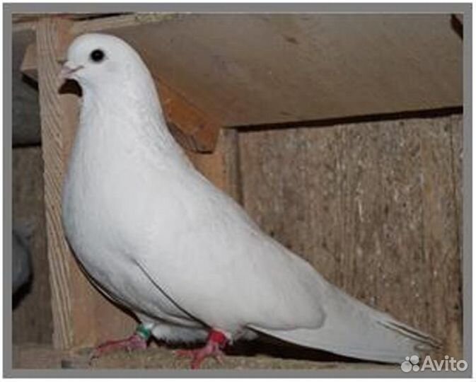 Голуби бугульма