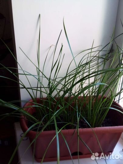 Зефирка(белая) или выскоки