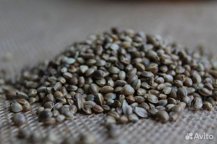 Семя конопли неочищенное 1 кг. Россия