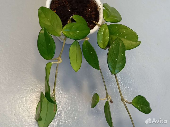 Хойя, пеперомия арбузная