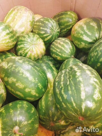Арбуз оптом