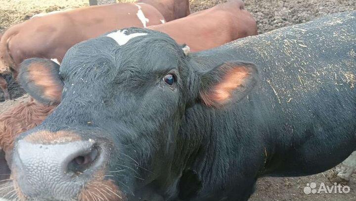 Бычки и быки