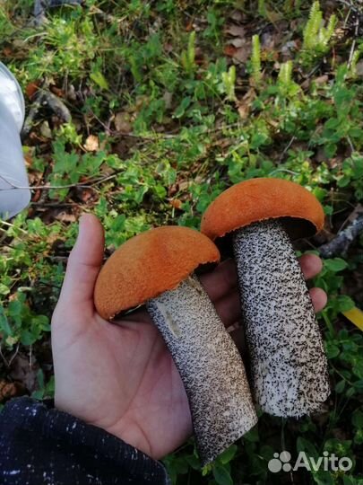 Грибы подосиновики