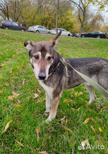Пожилой Гек всю жизнь ждёт хозяина