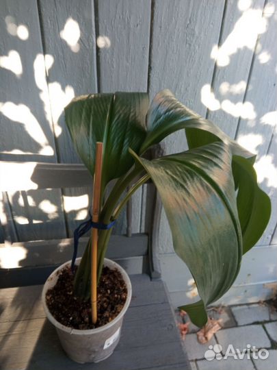 Эухарис амазонская лилия