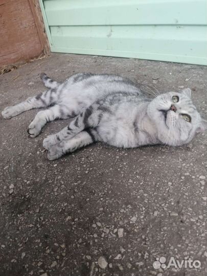 Шотландская