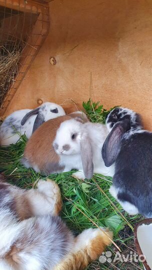 Крольчата
