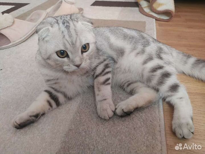 Продаётся котенок