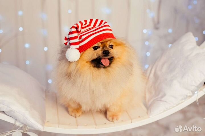 Передержка для собак