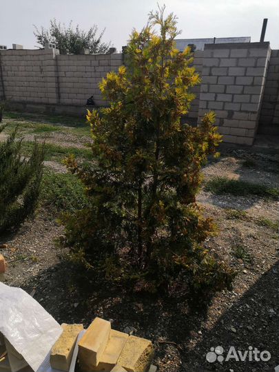 Можжевельник