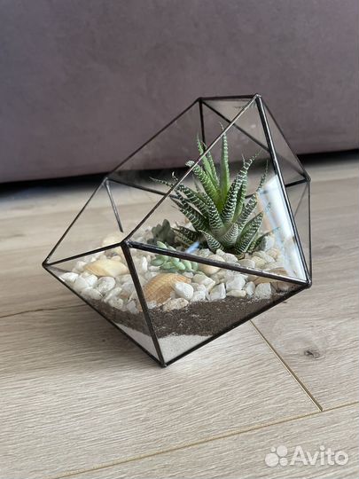 Флорариум суккуленты