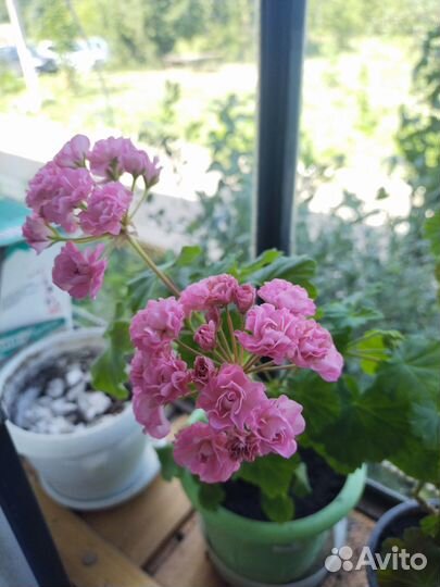 Все-гибискус махровый,розебудная герань,кроссандра