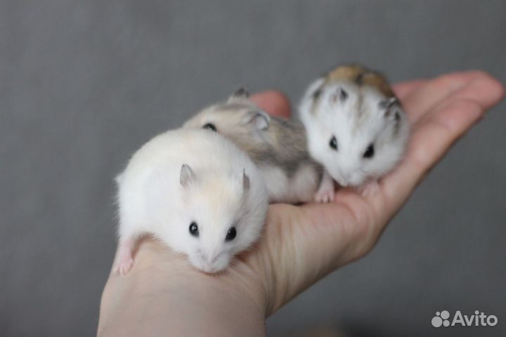Джунгарские хомяки любовь с первого взгляда