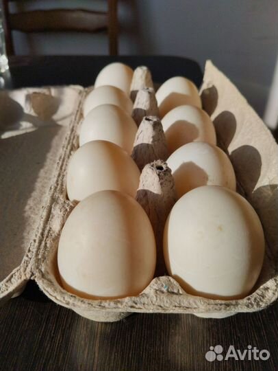Домашние утиные яйца, домашние куриные яйца