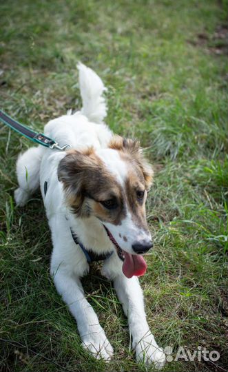 Красавчик - щенок ждёт вас в приюте