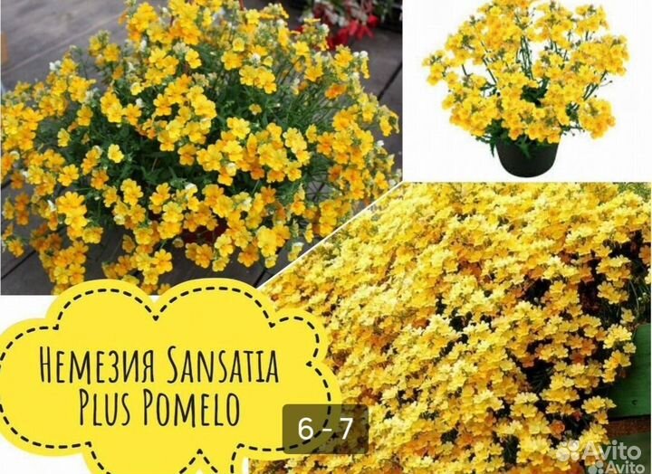 Бакопа Нимезия Плекрантус